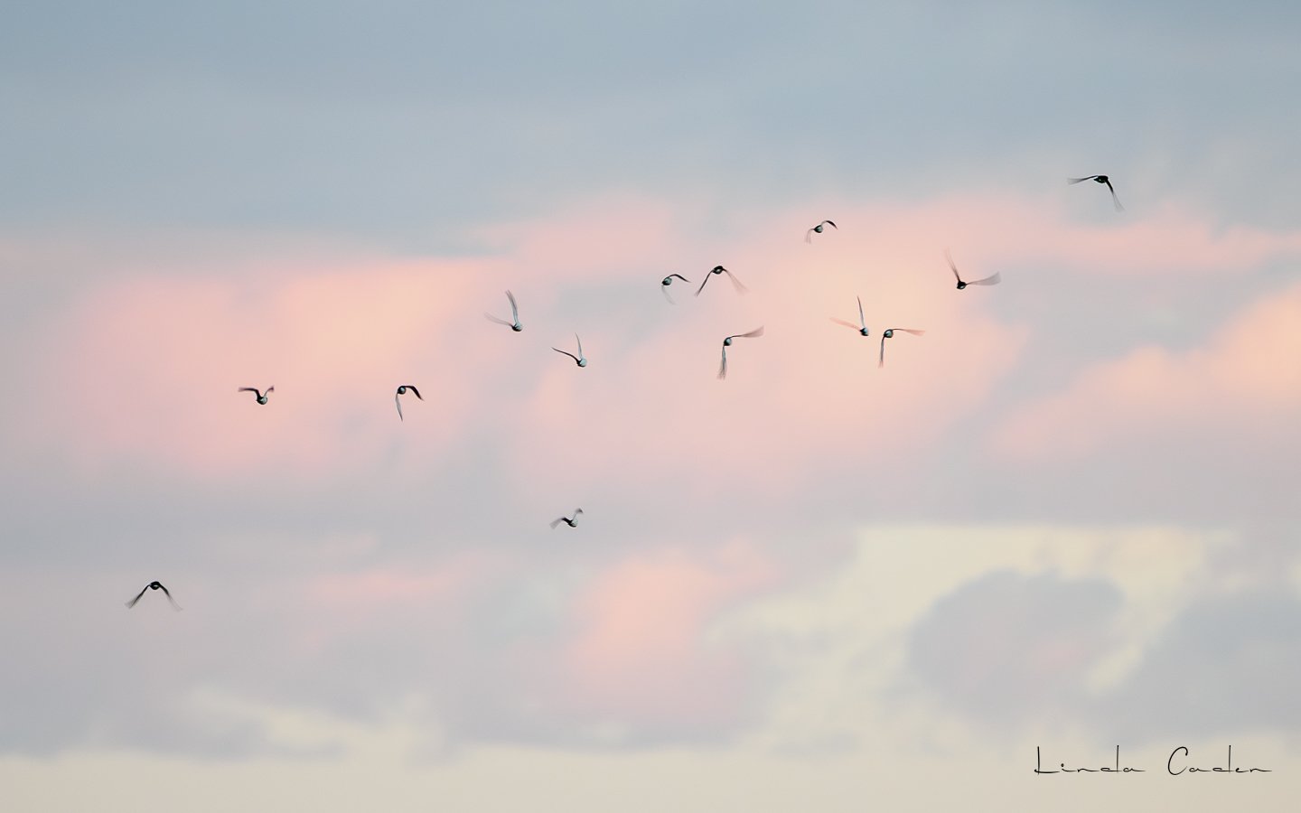 Flight in Pink Clouds