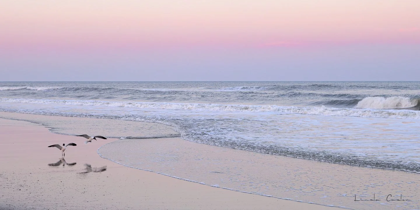 Gulls and Pink Sky