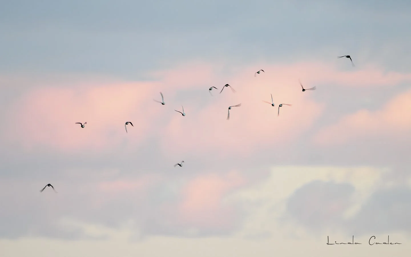Flight in Pink Clouds