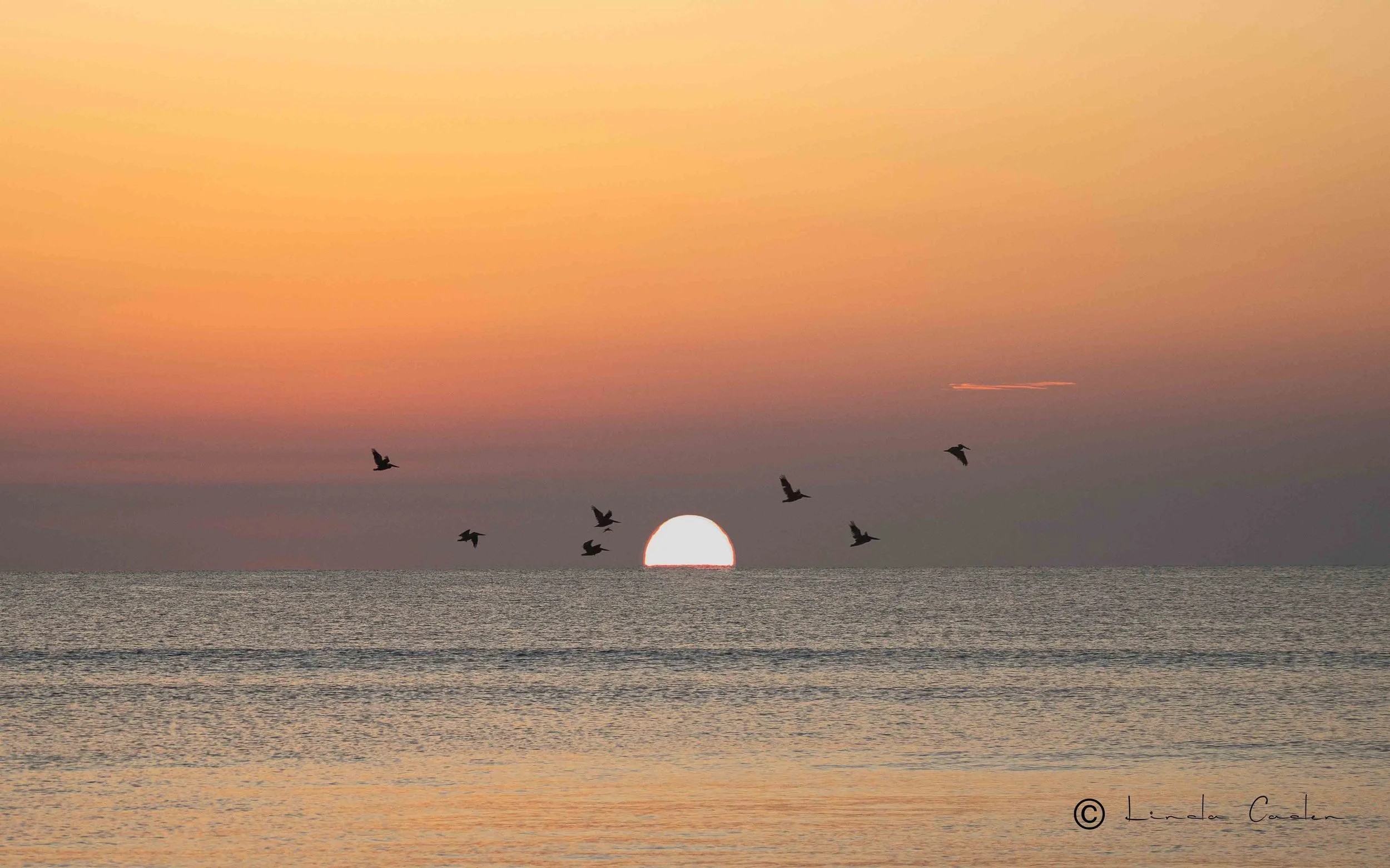 Pelicans at Sunrise 