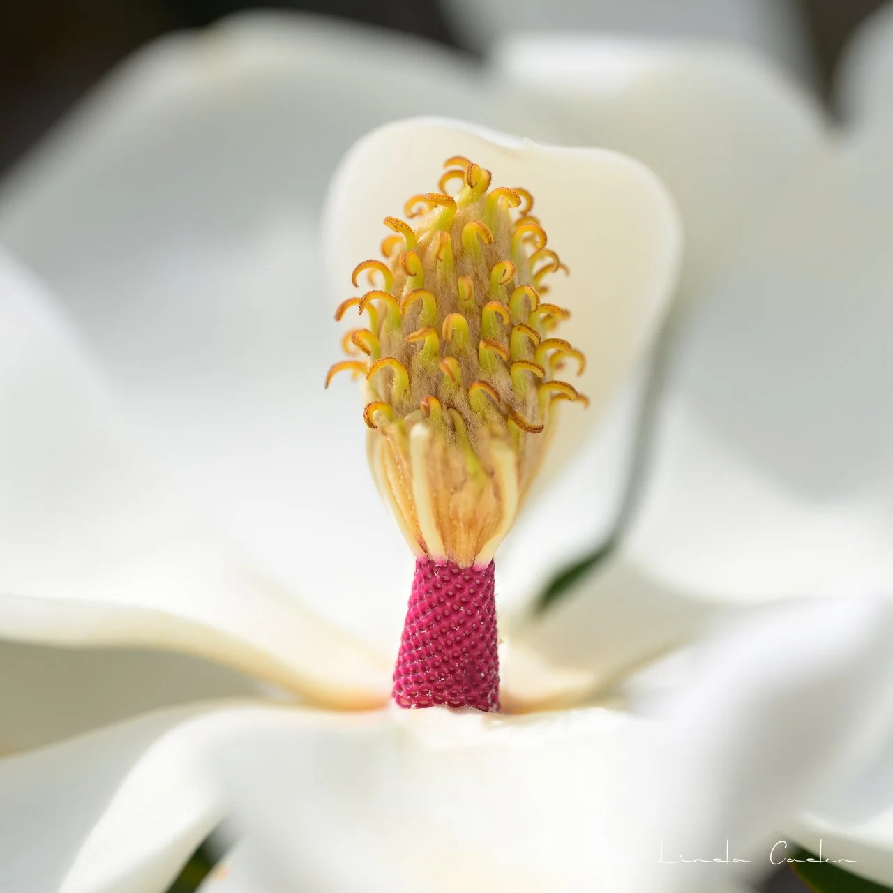 Magnol-3993.jpg