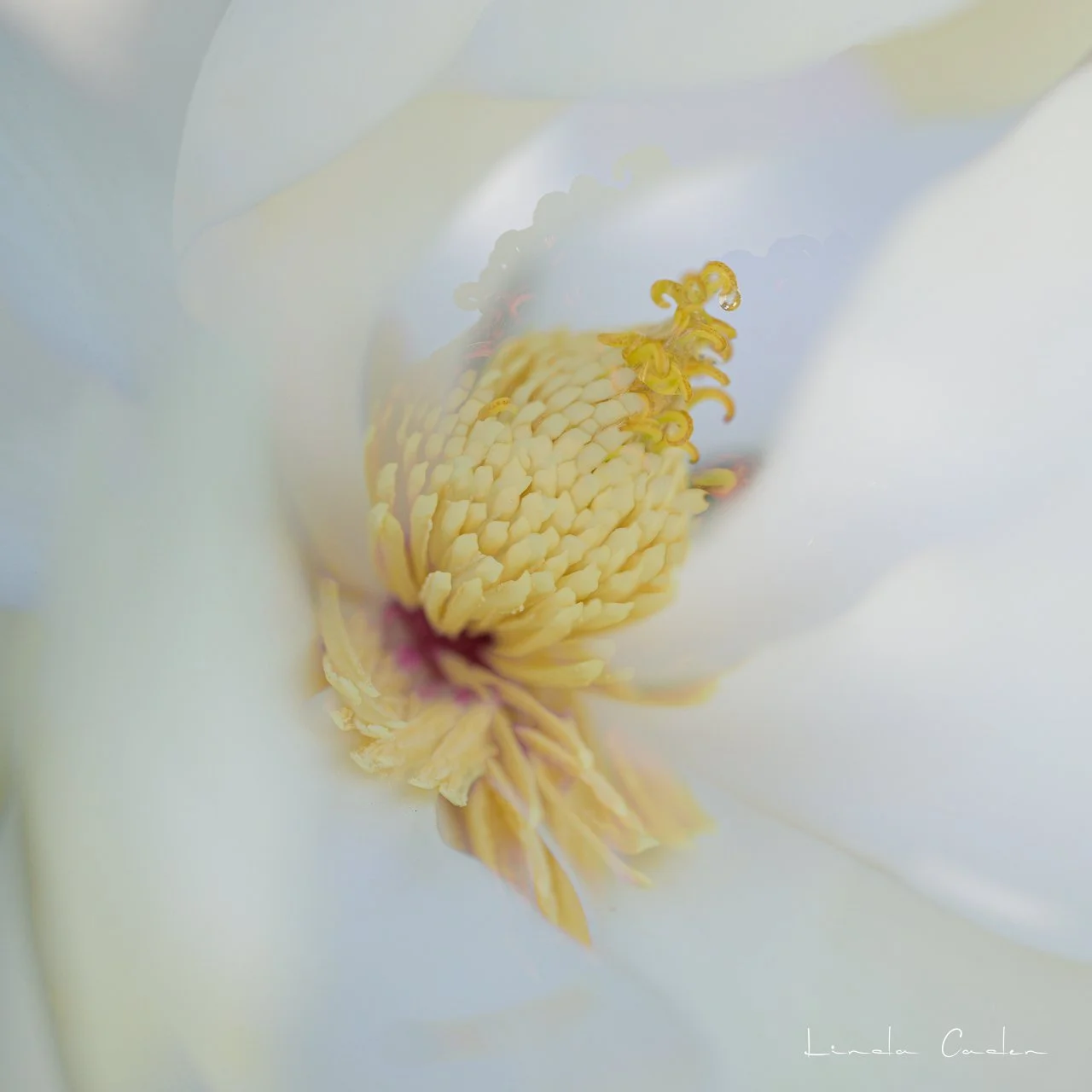 Magnol-3809.jpg