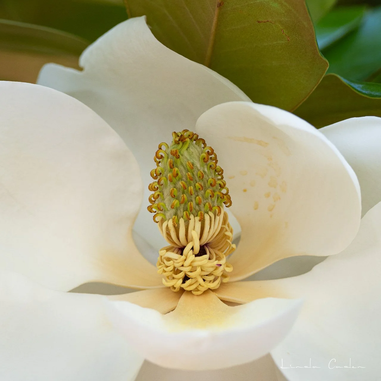 Magnol-5329.jpg