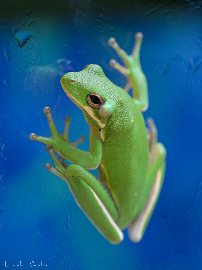 Frog-0861.jpg