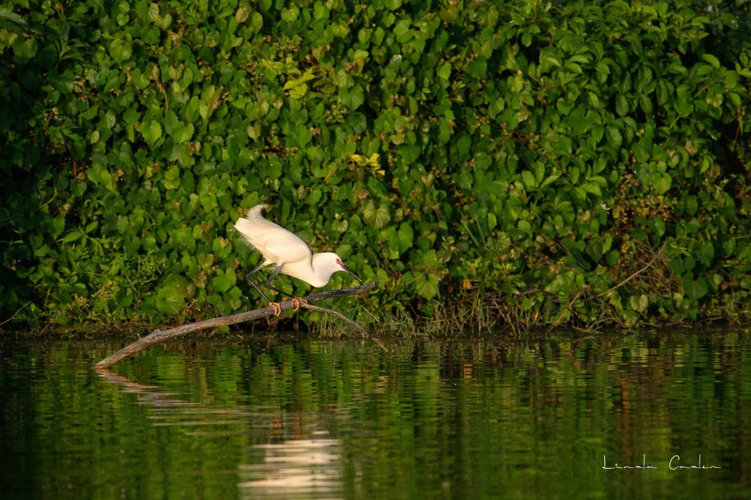 Snowy Egret 