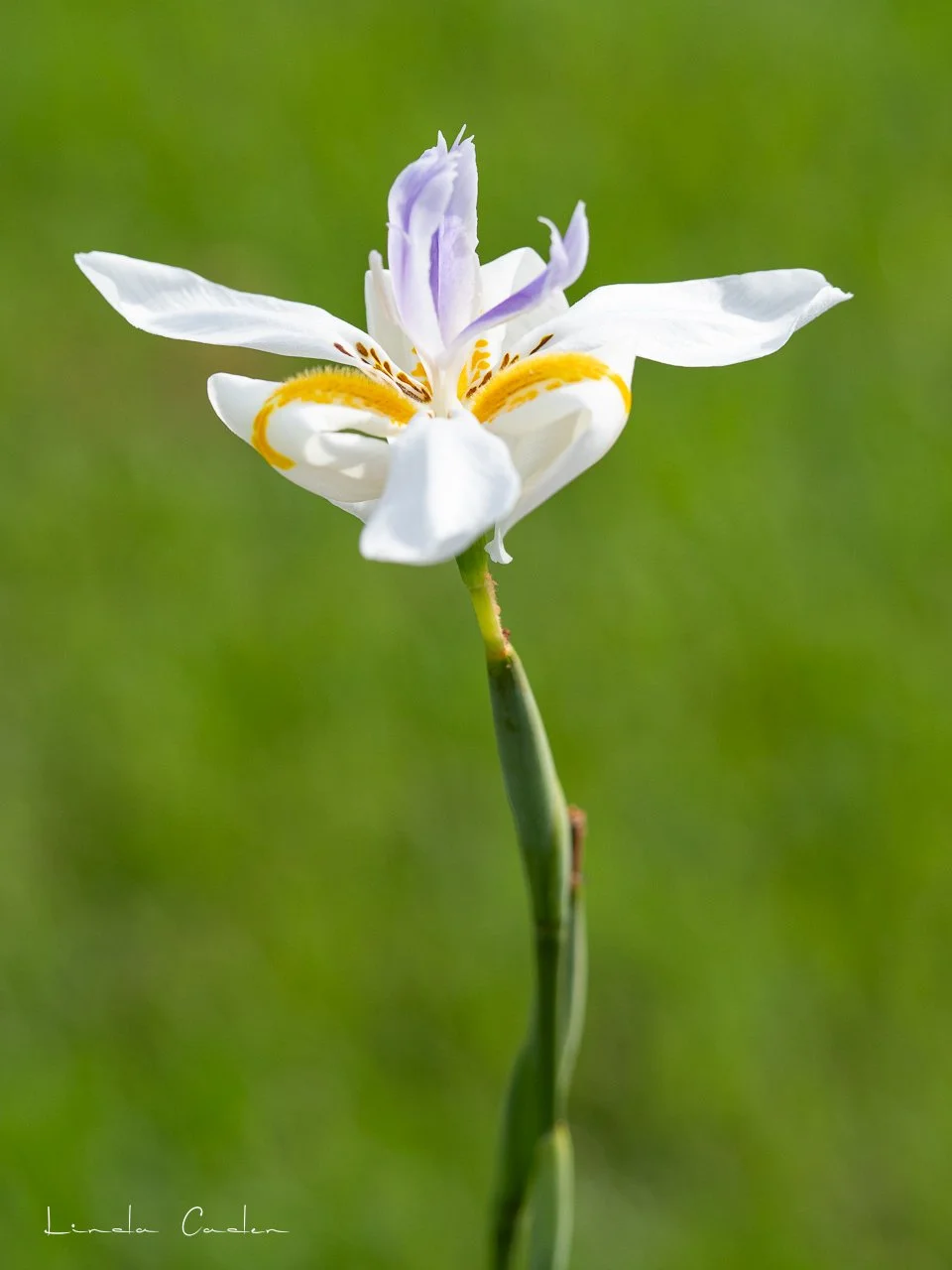 FortnightLily-0361.jpg