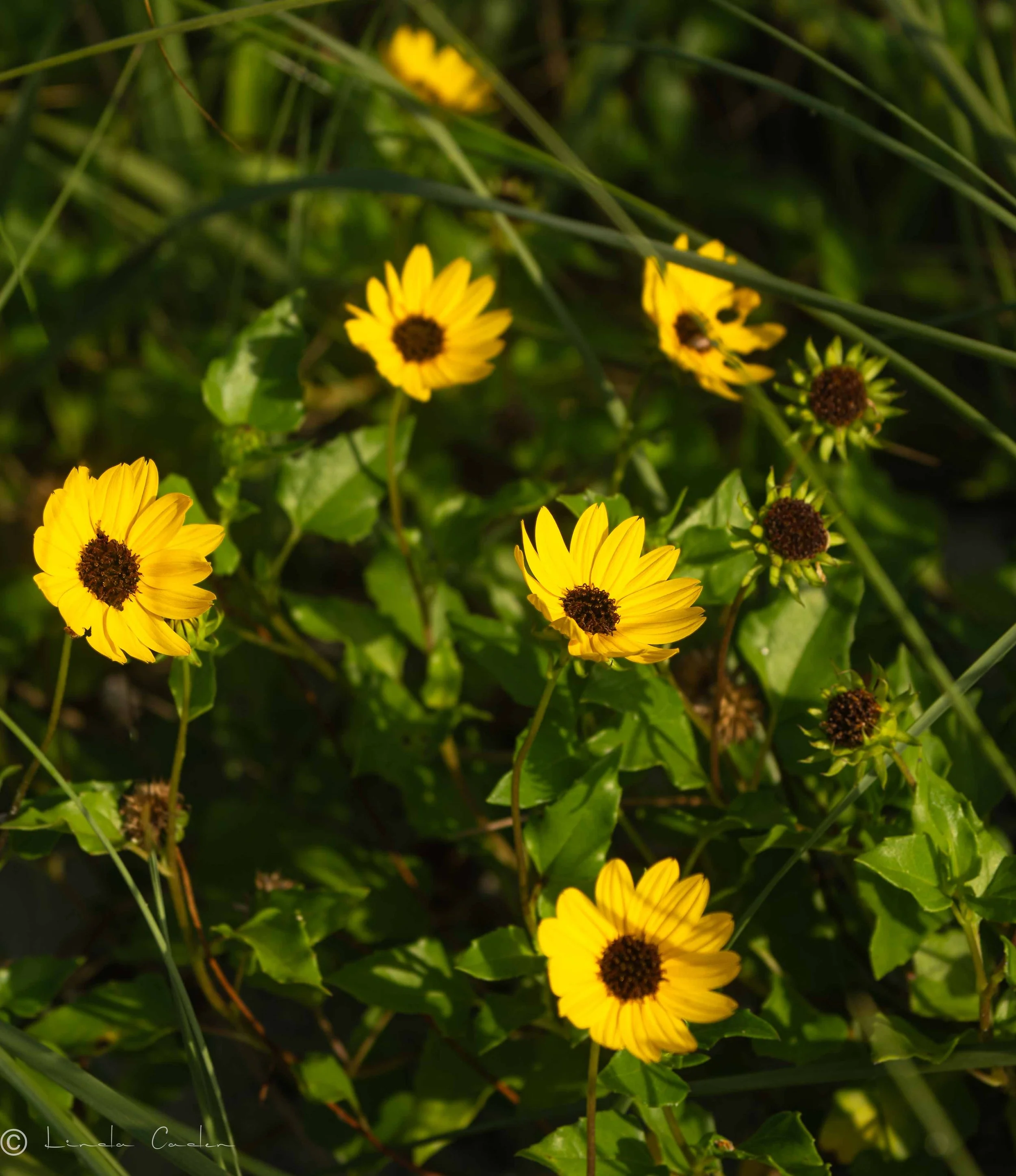 Daisy-Sawg-1014168.jpg
