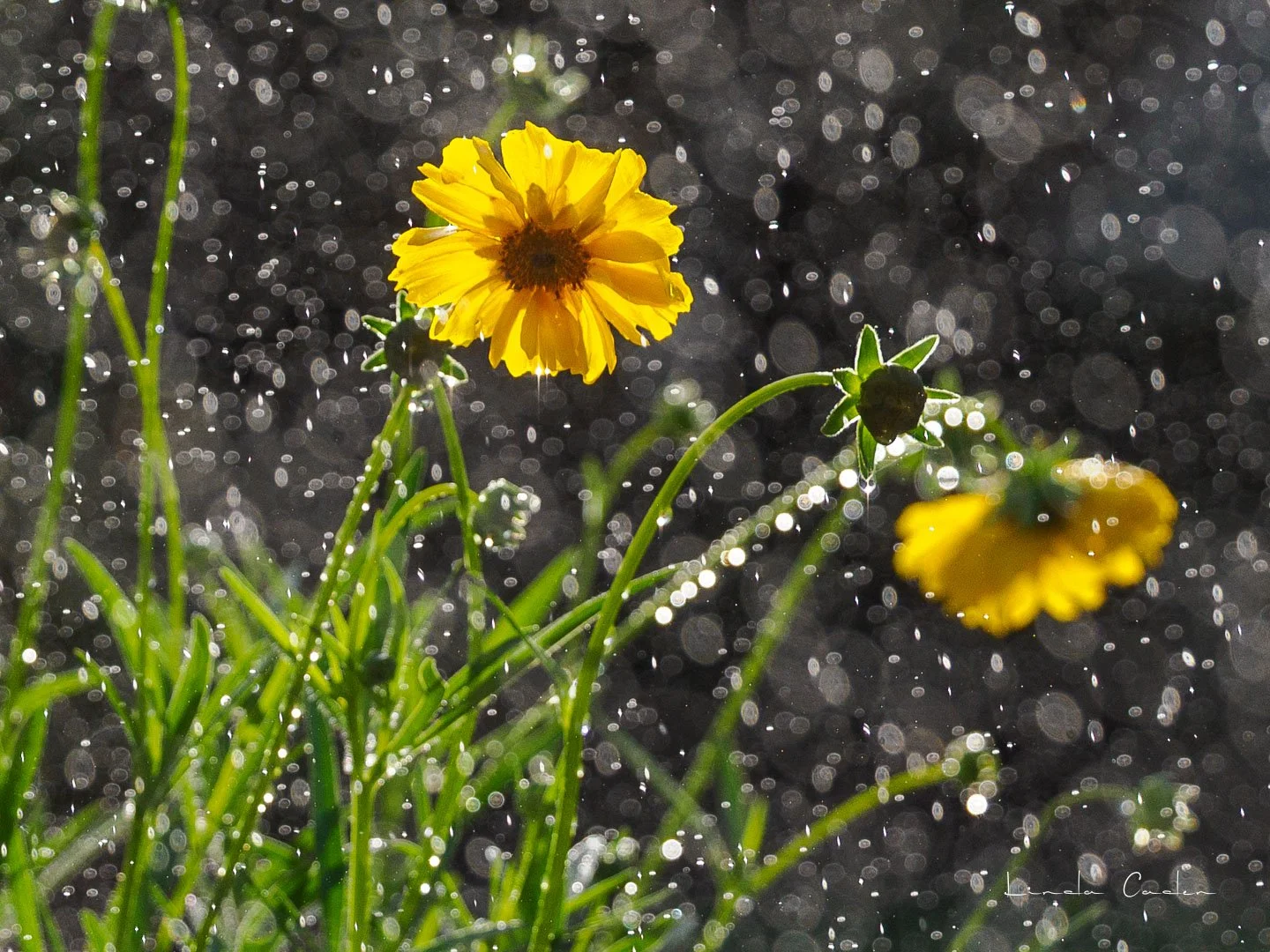 Daisybacklit-h-4130145.jpg
