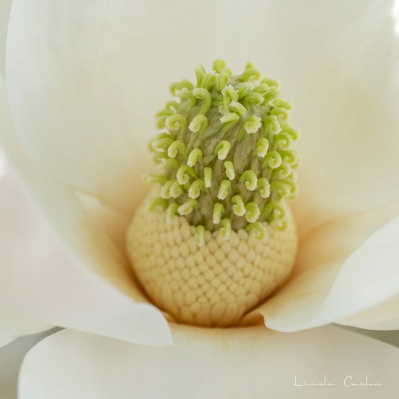 Magnol-5426.jpg