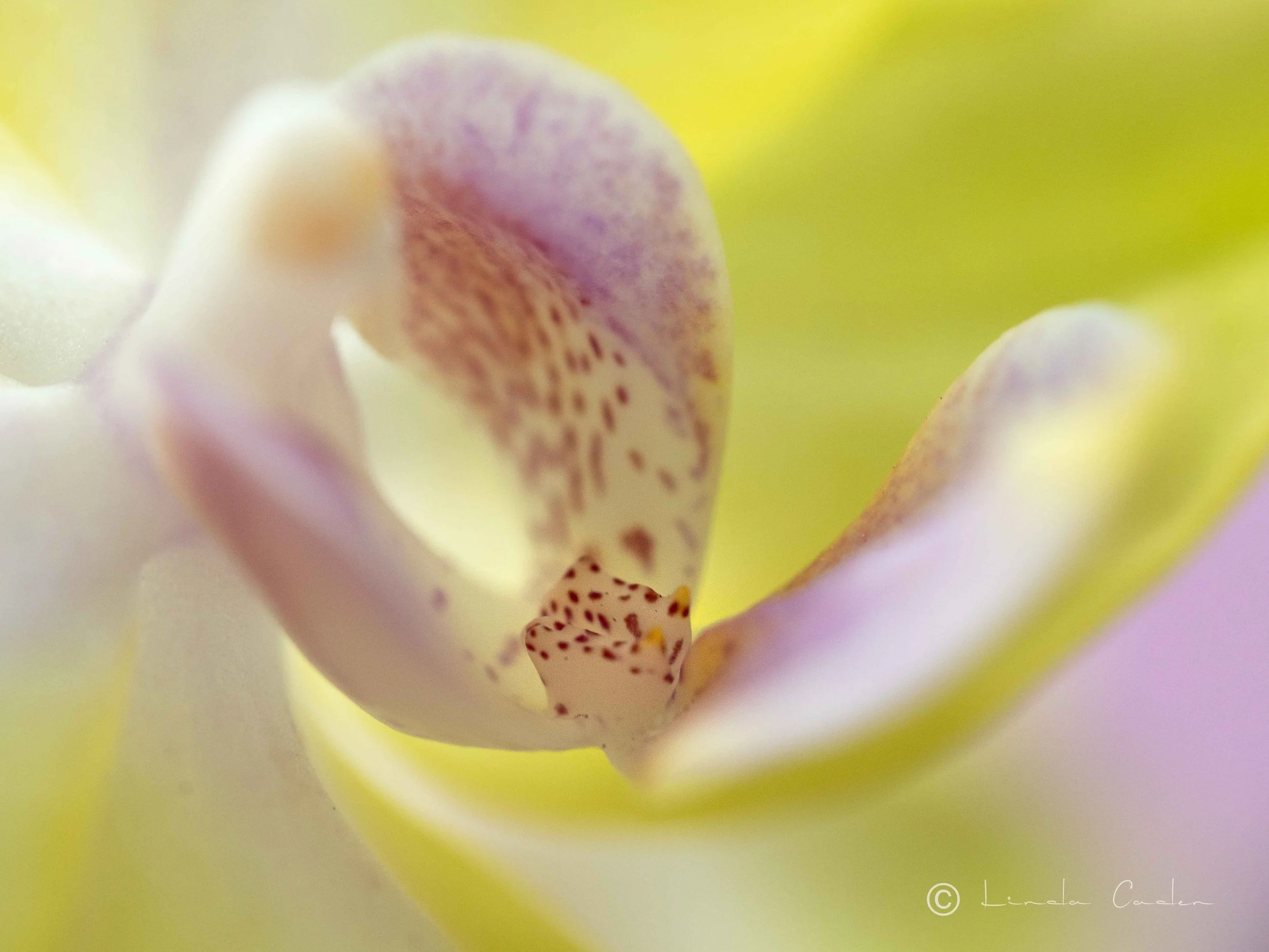 OrchidJean-1014203.jpg