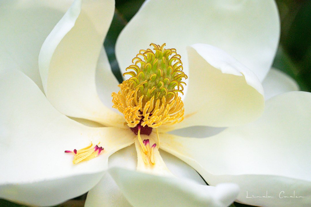 Magnol-EW-3447.jpg