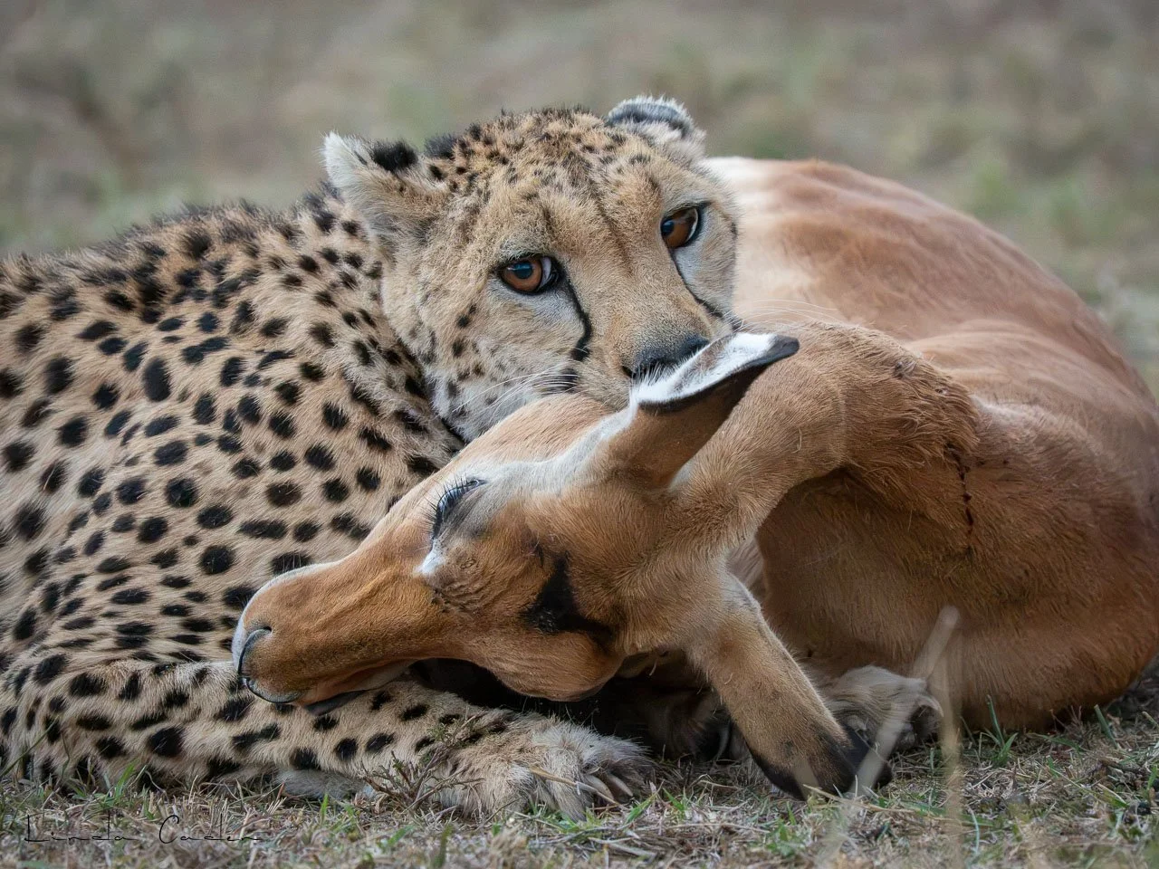 CheetaKill-7660.jpg