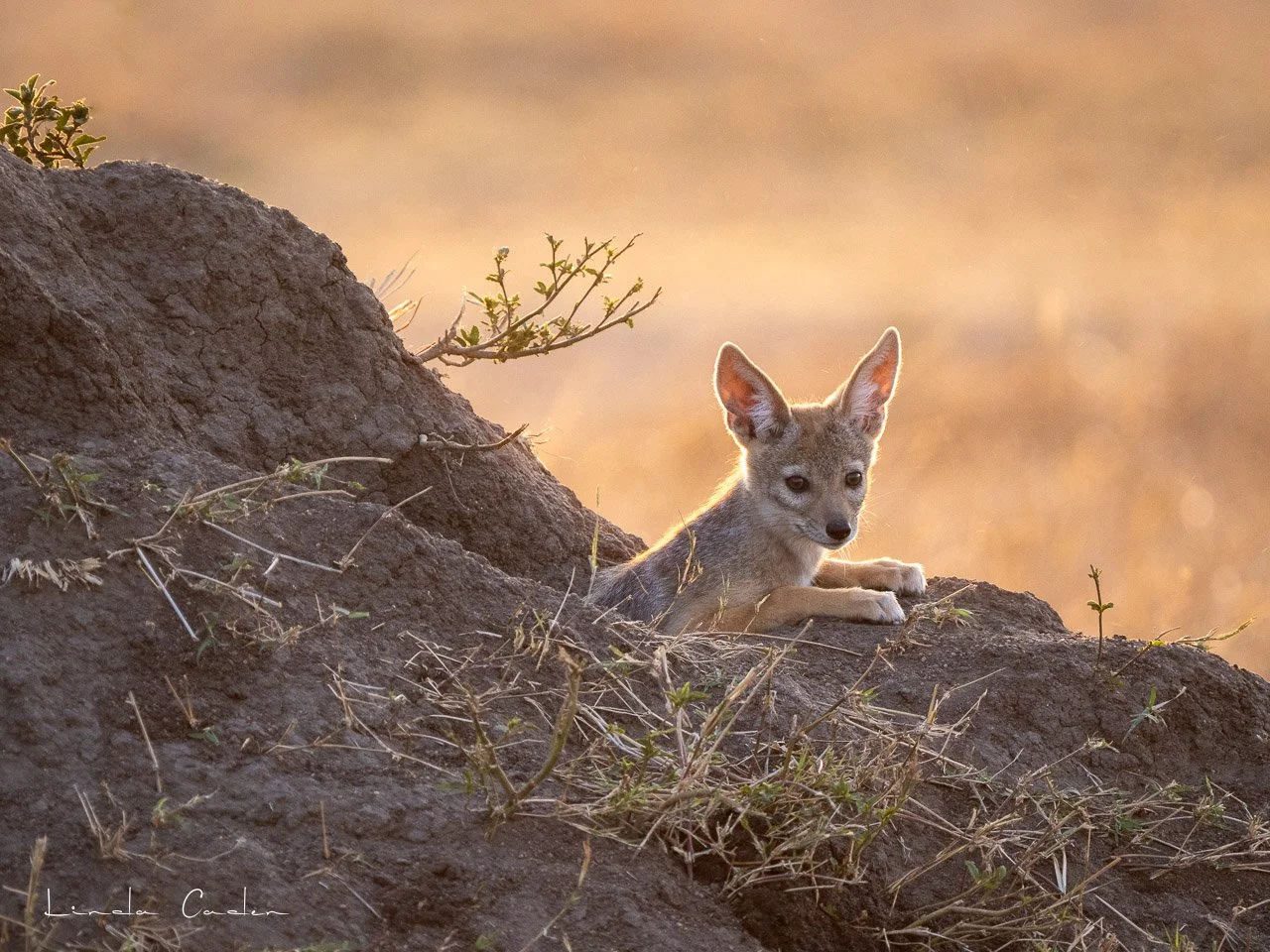 JackalKit-7380.jpg