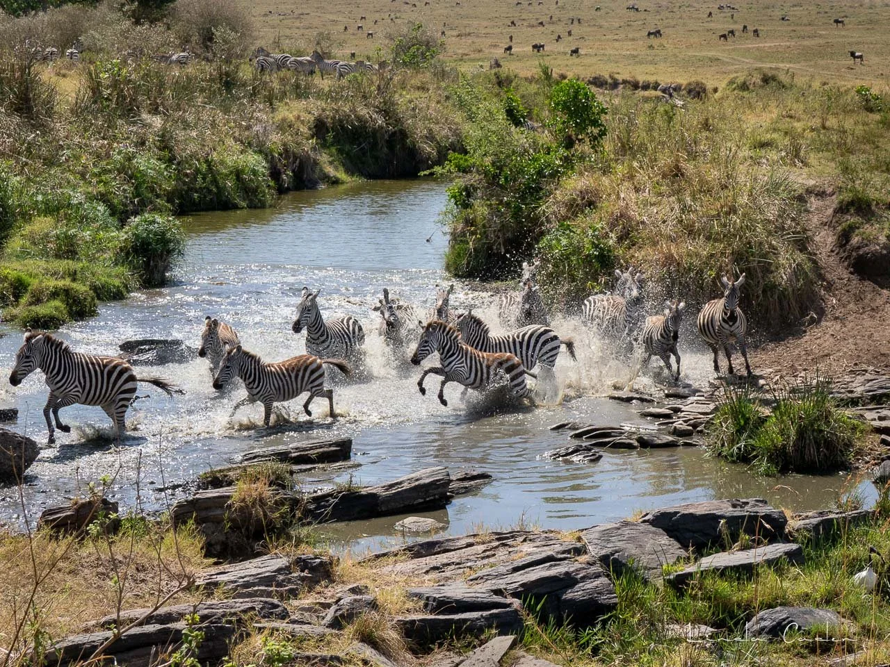 Zebras-1924.jpg