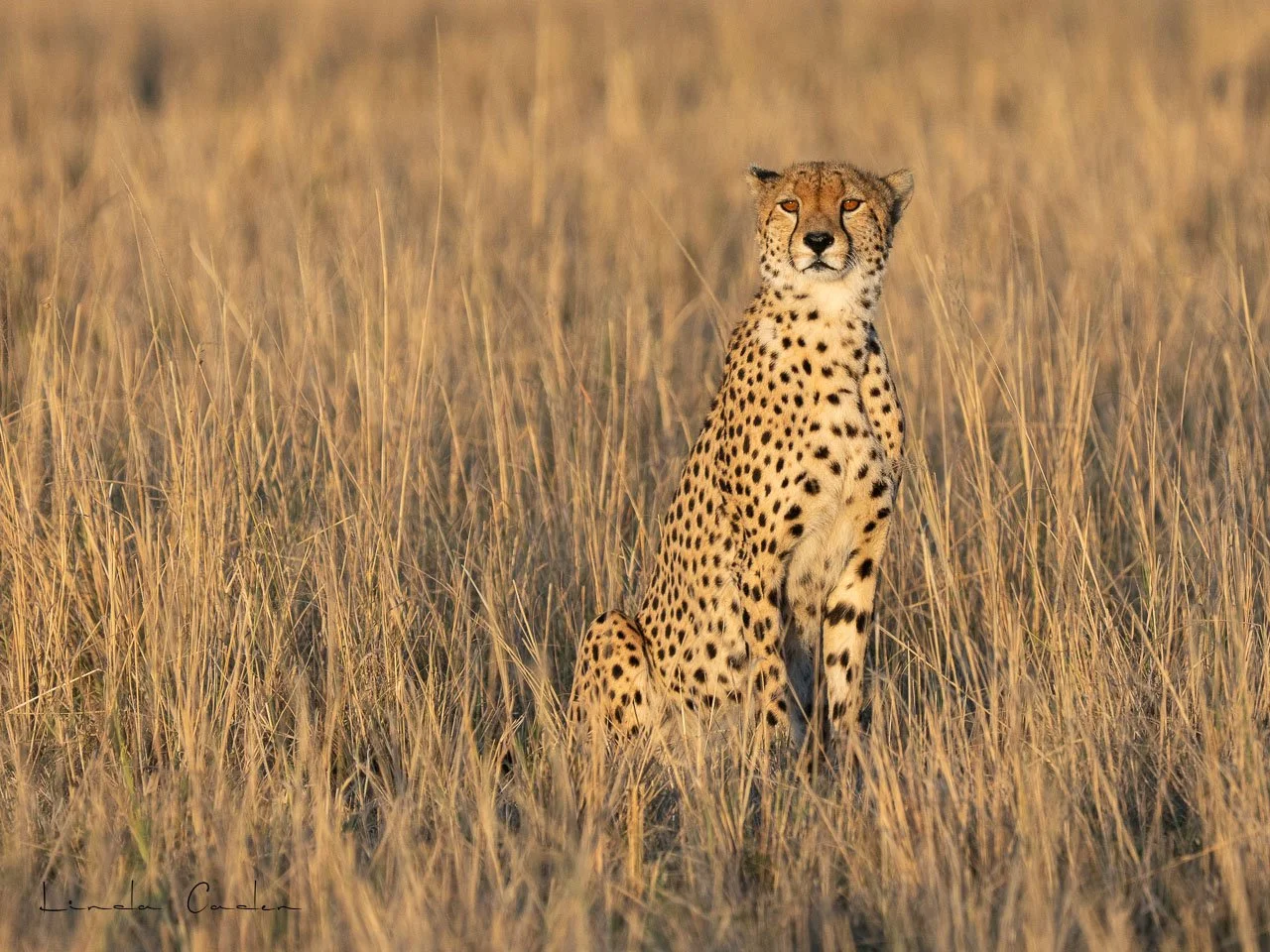 LeopGras-4729.jpg