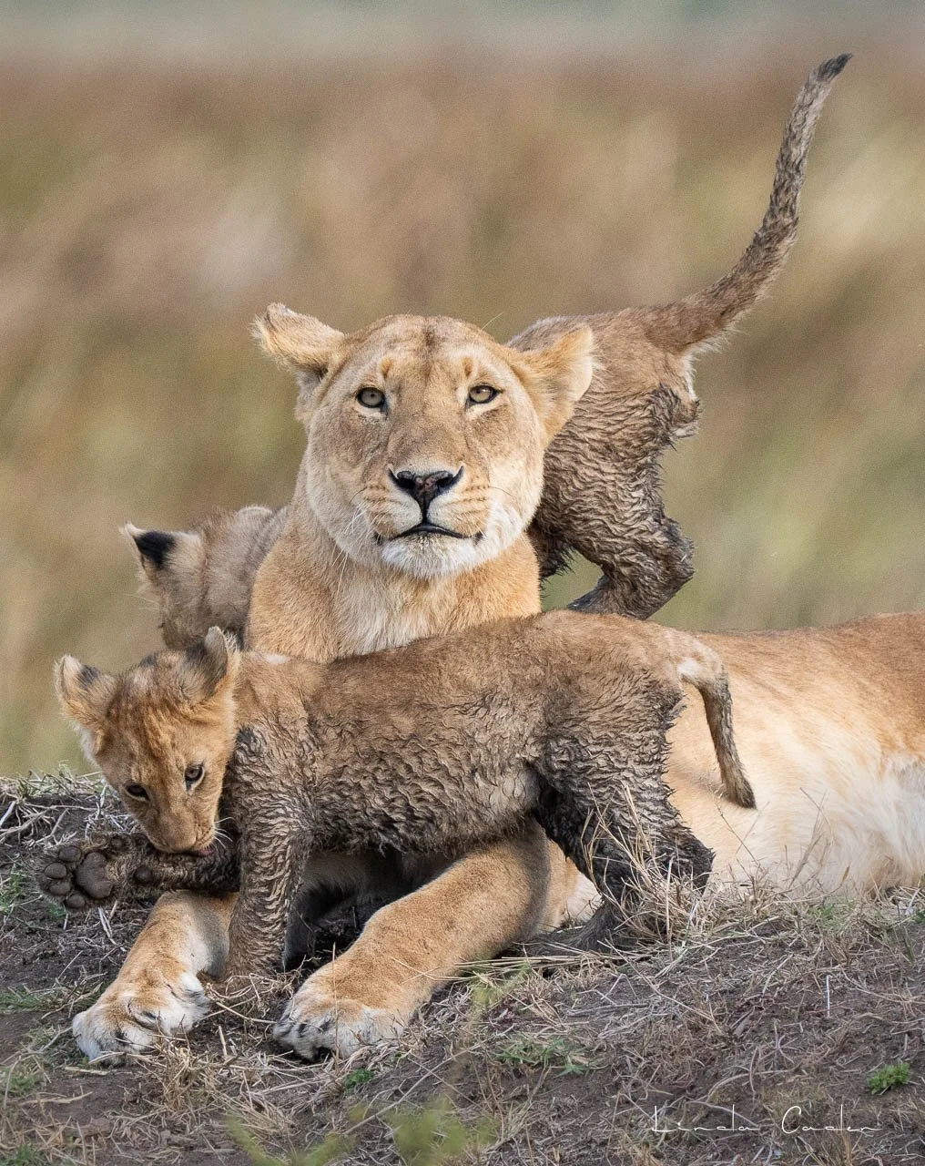 LionCubsMud-6613.jpg
