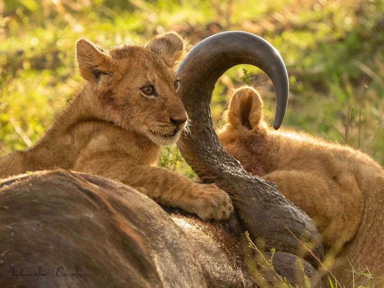 LionCubhorn-7024.jpg