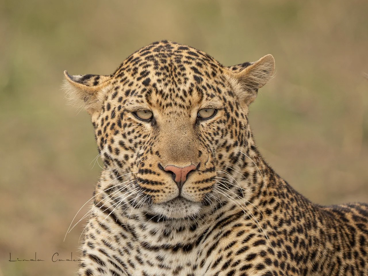 LeopStare-cu-7275.jpg