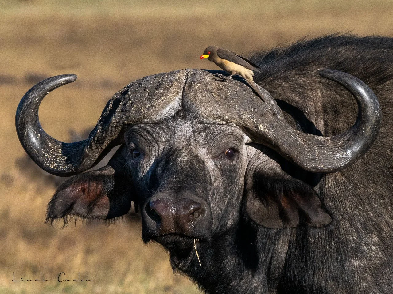 Buffalo-oxp-5754.jpg