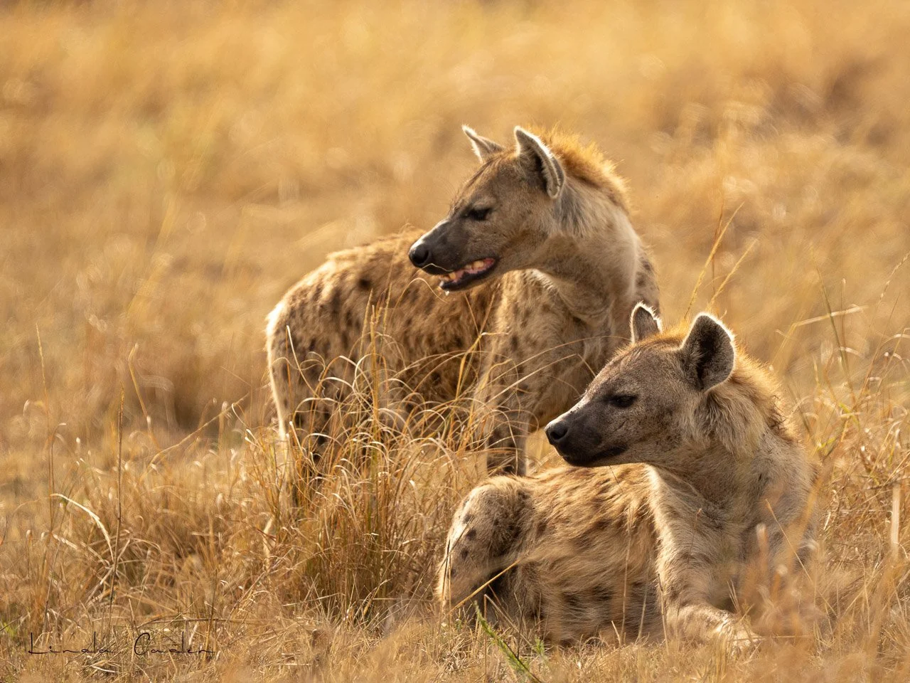 Giraff-Hyenaslook-6265.jpg