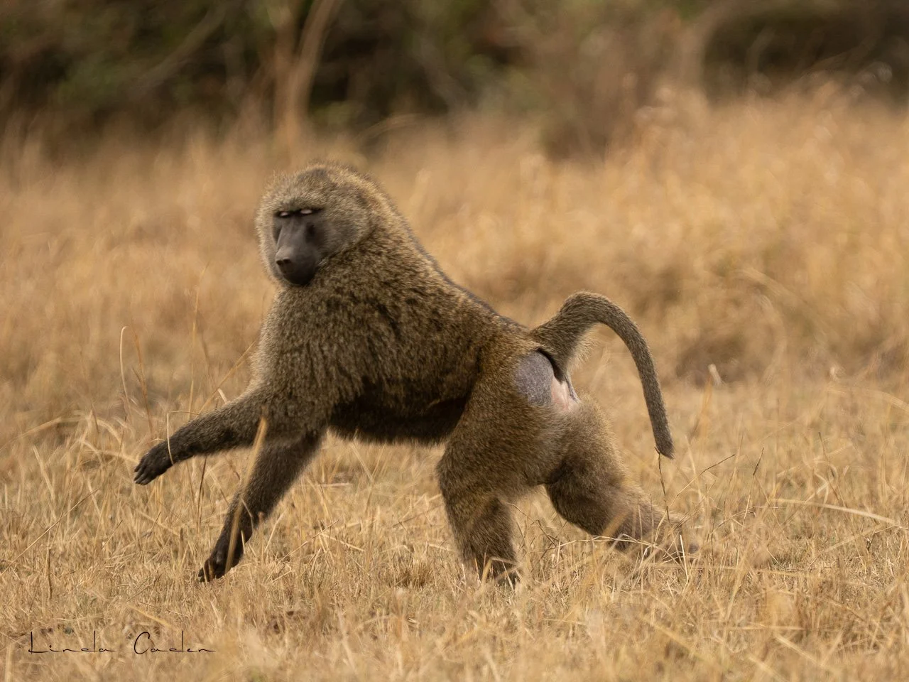 Giraff-Monkey-6274.jpg