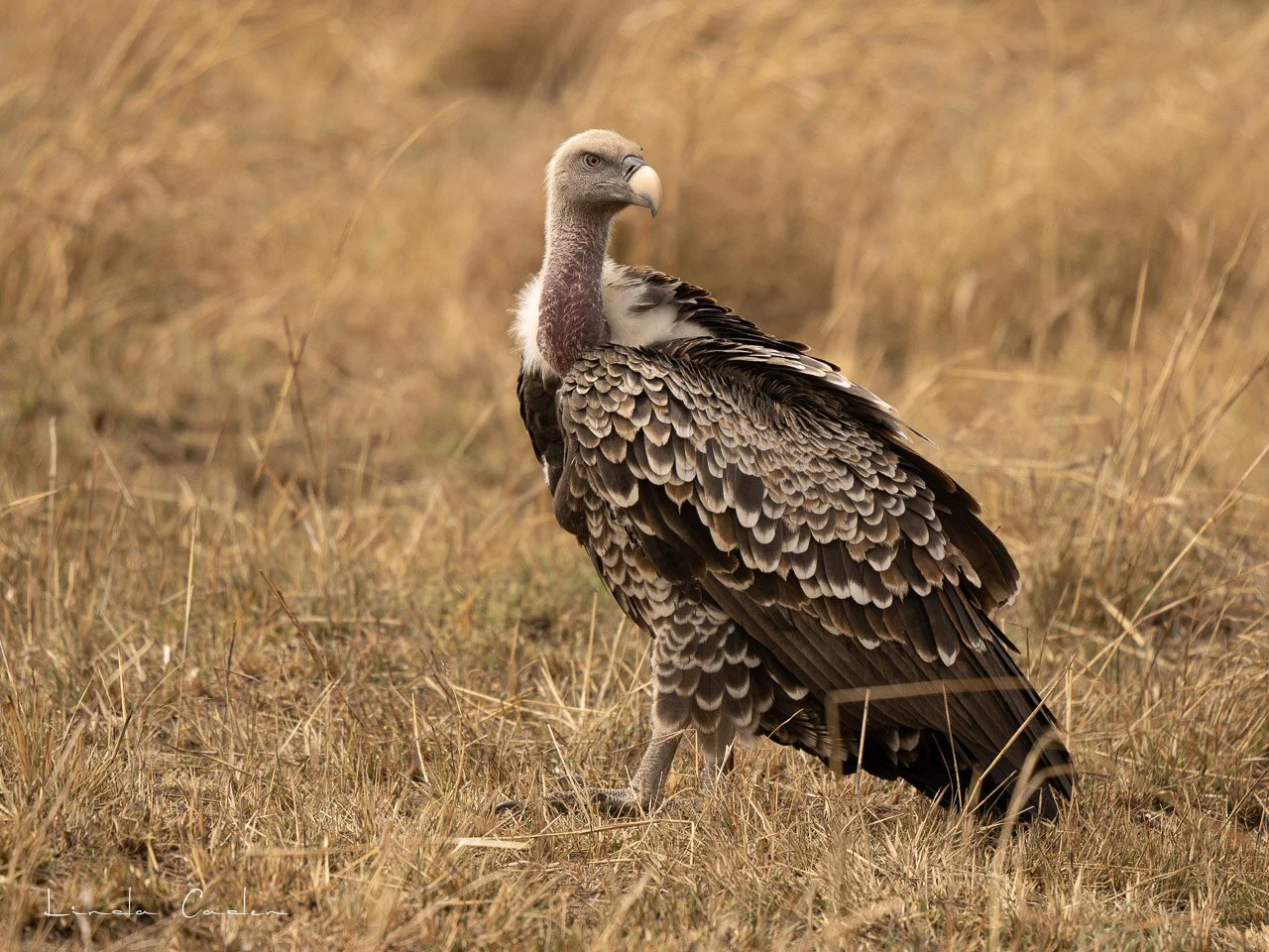 Giraff-Vulture-6283.jpg