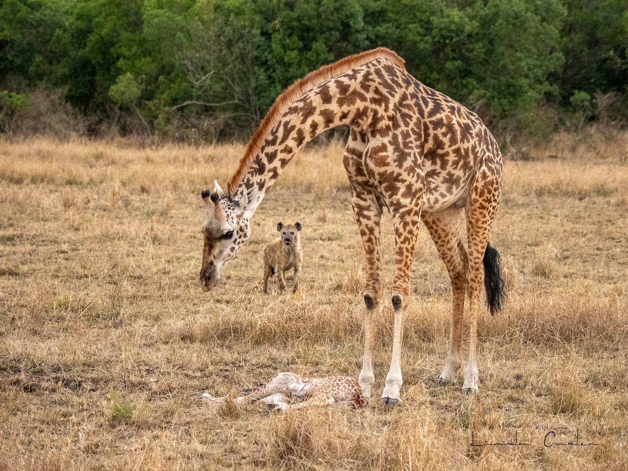 GiraffMournBaby-1664.jpg