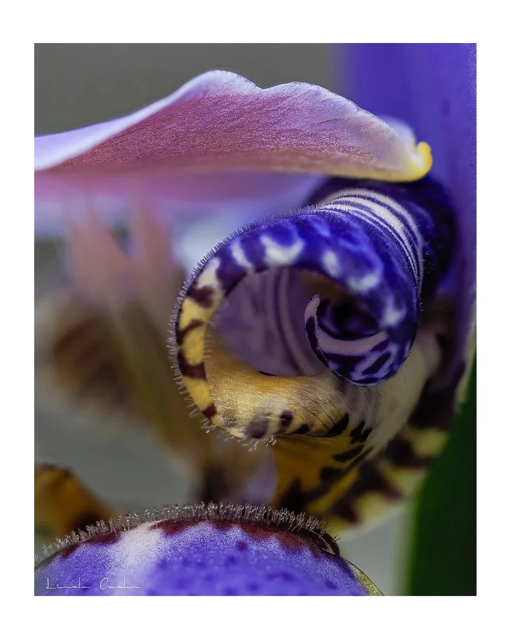 IrisDet-curveyedrop-5011280.jpg