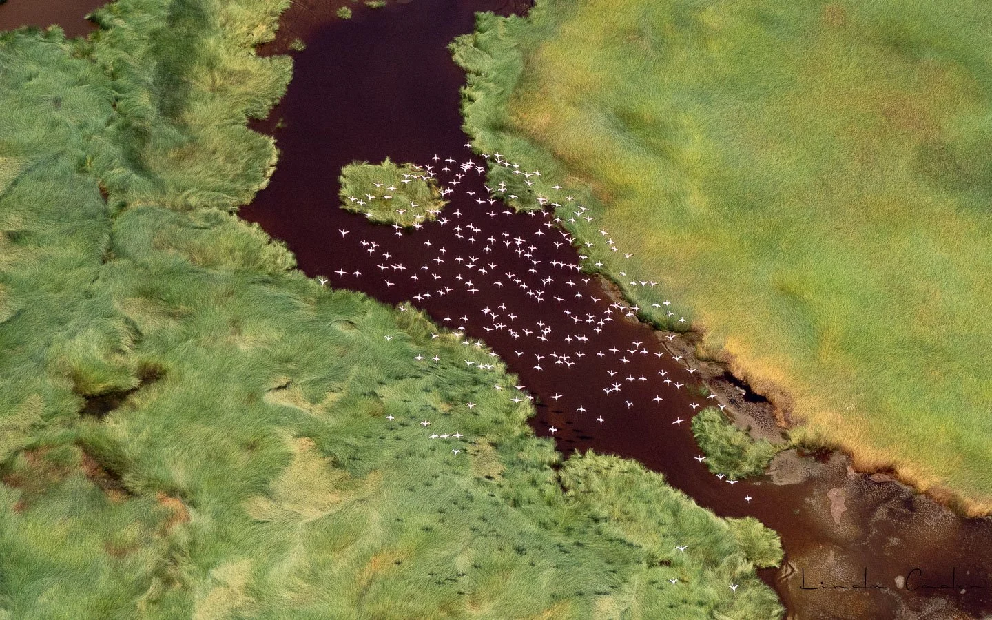 Flam-0215.jpg