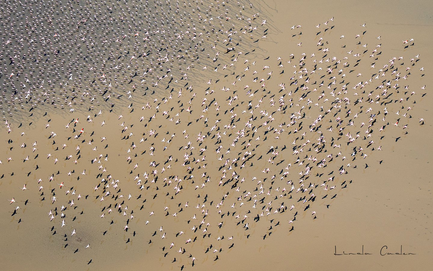 FlockFlam-rev1-0188.jpg