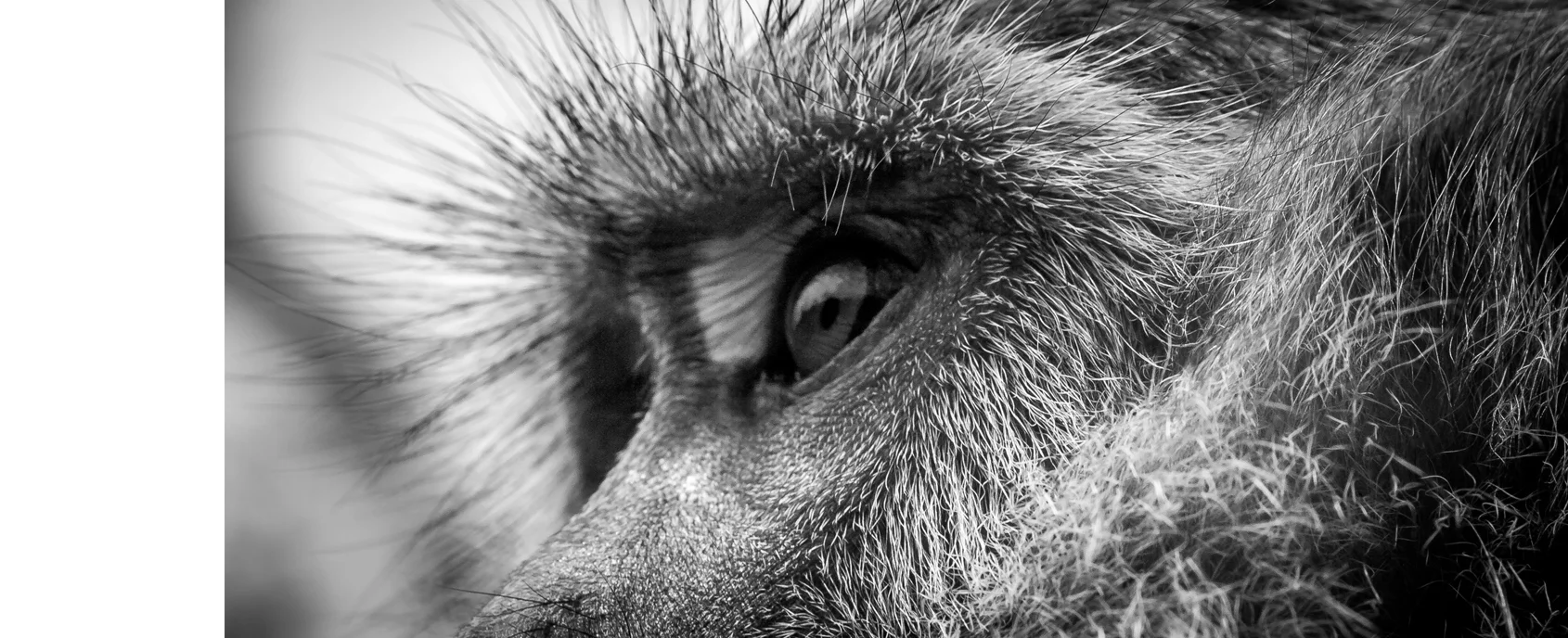 ape2.jpg