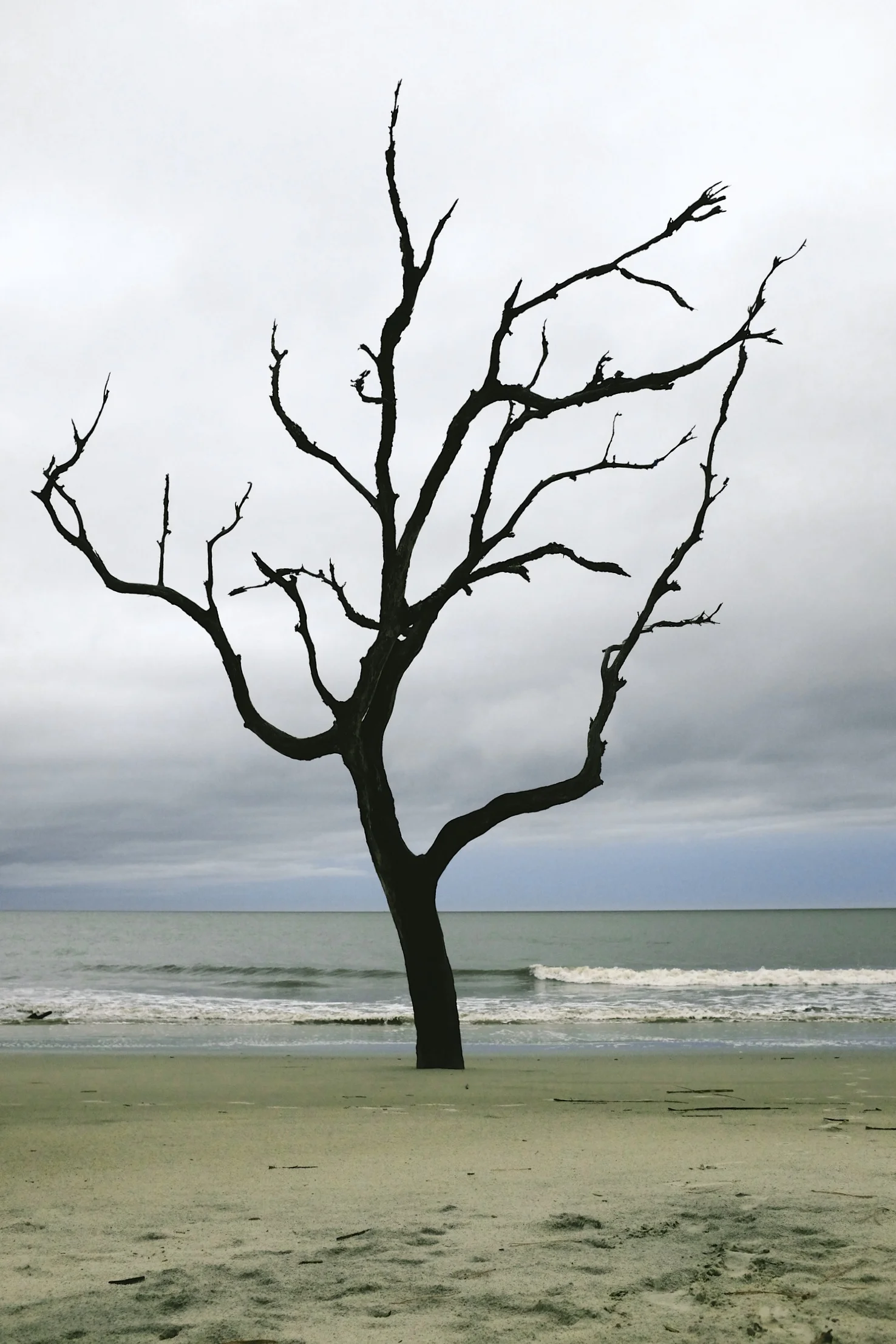 The dancing tree