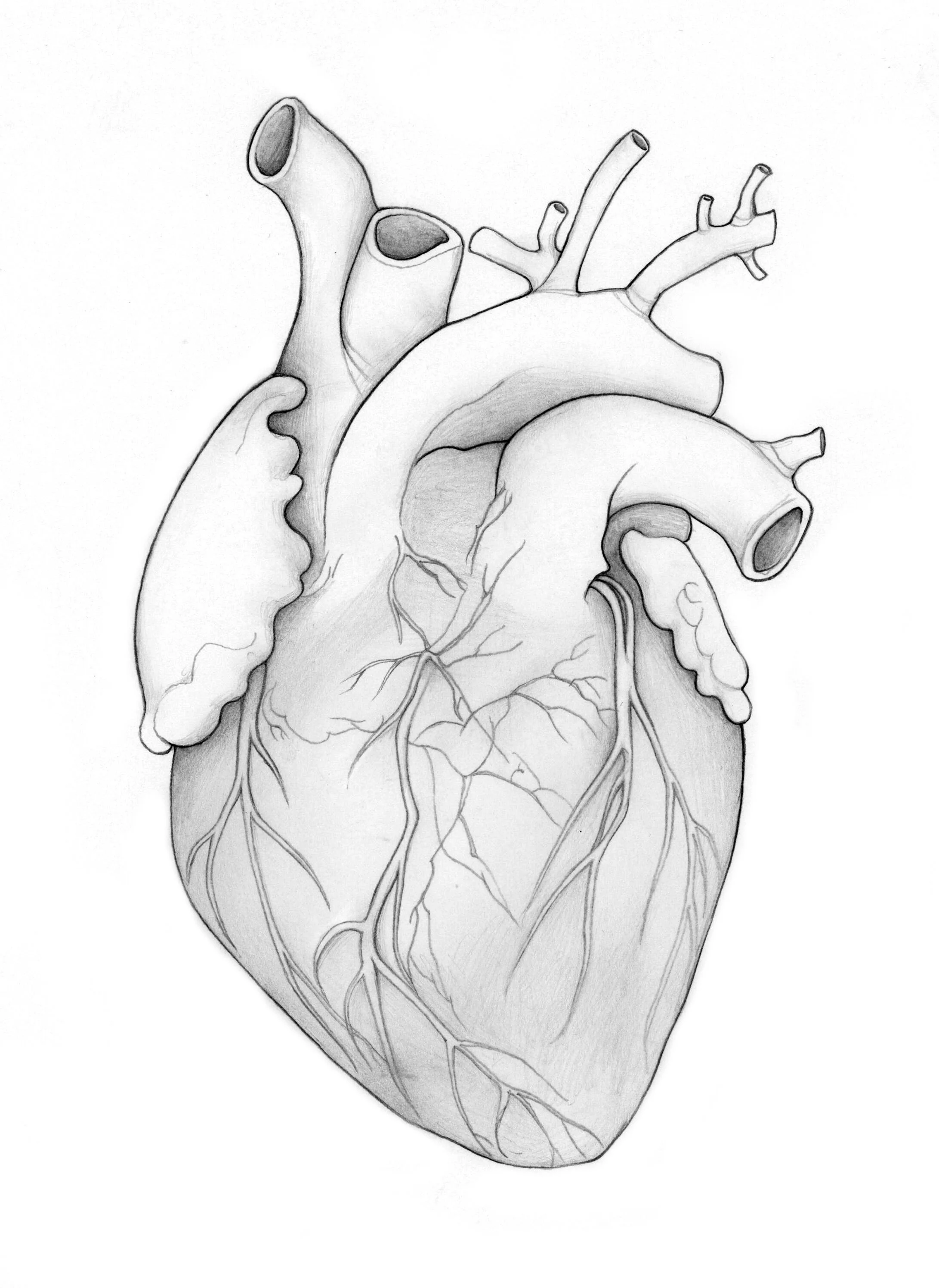 HEART.jpg