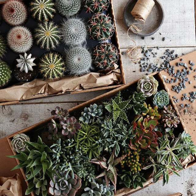 west+elm+succulents.jpg