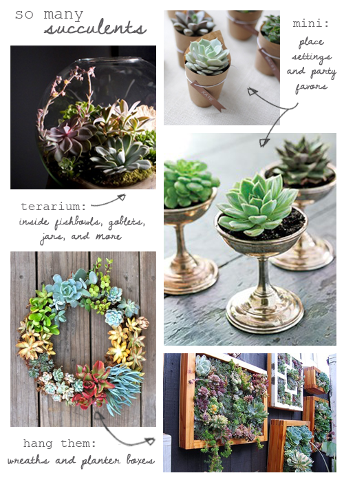 succulents.png