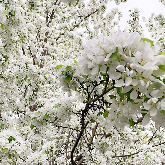 The tree in our front yard is totally showing off. But she distracts from the dandelions, so just keep doing your thing Gladys. 🌸 .
.
.
.
#Home #interiors #interiordesign #style #domaine #homestyle #life #instagood #instahomes #finditstyleit #sodomi