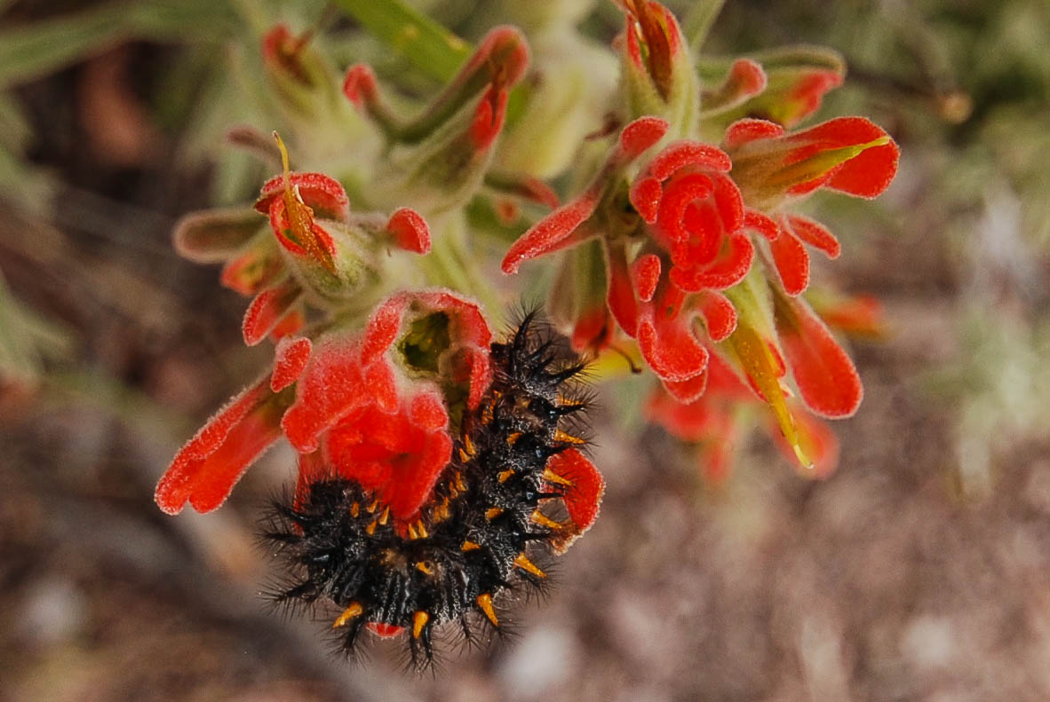 caterpillar on indian paint brush closeup.jpg