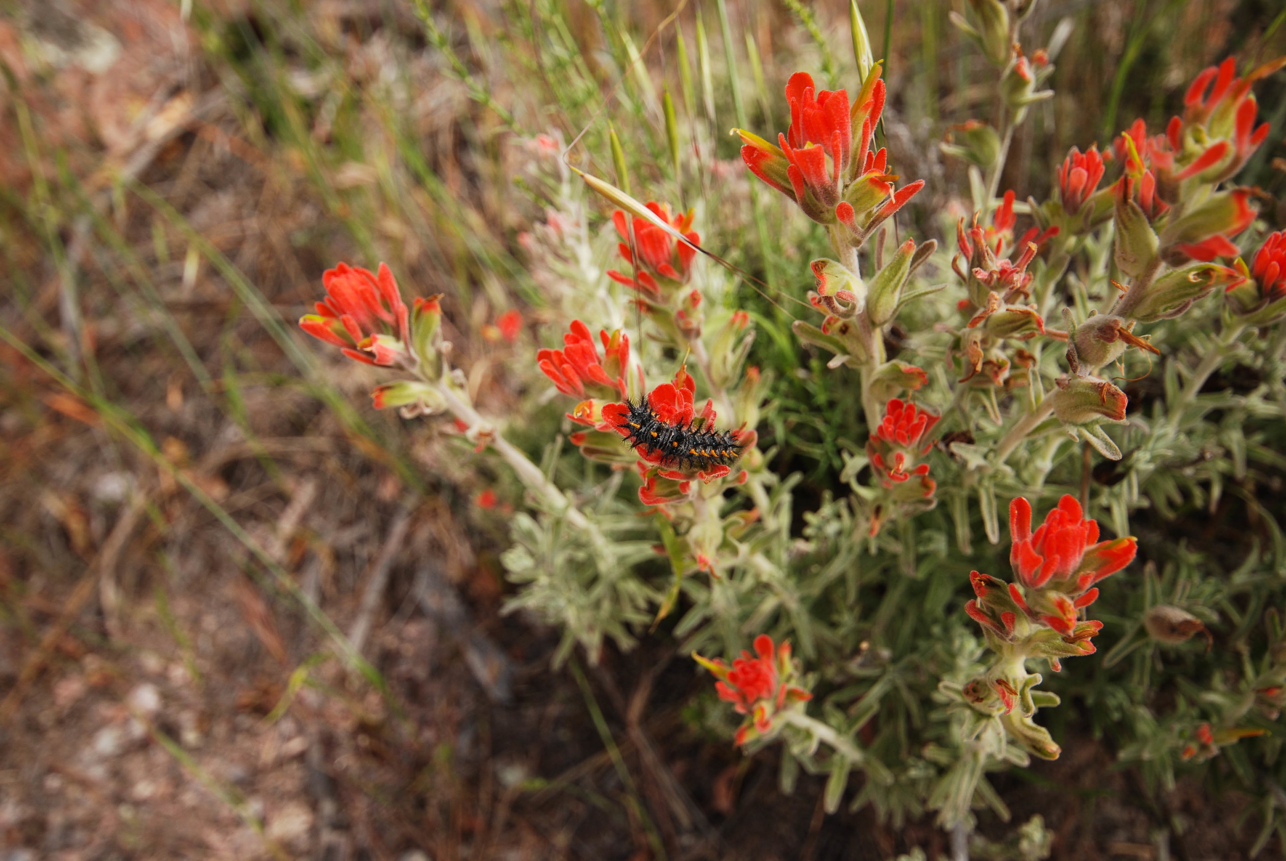 caterpillar on indian paint brush.jpg