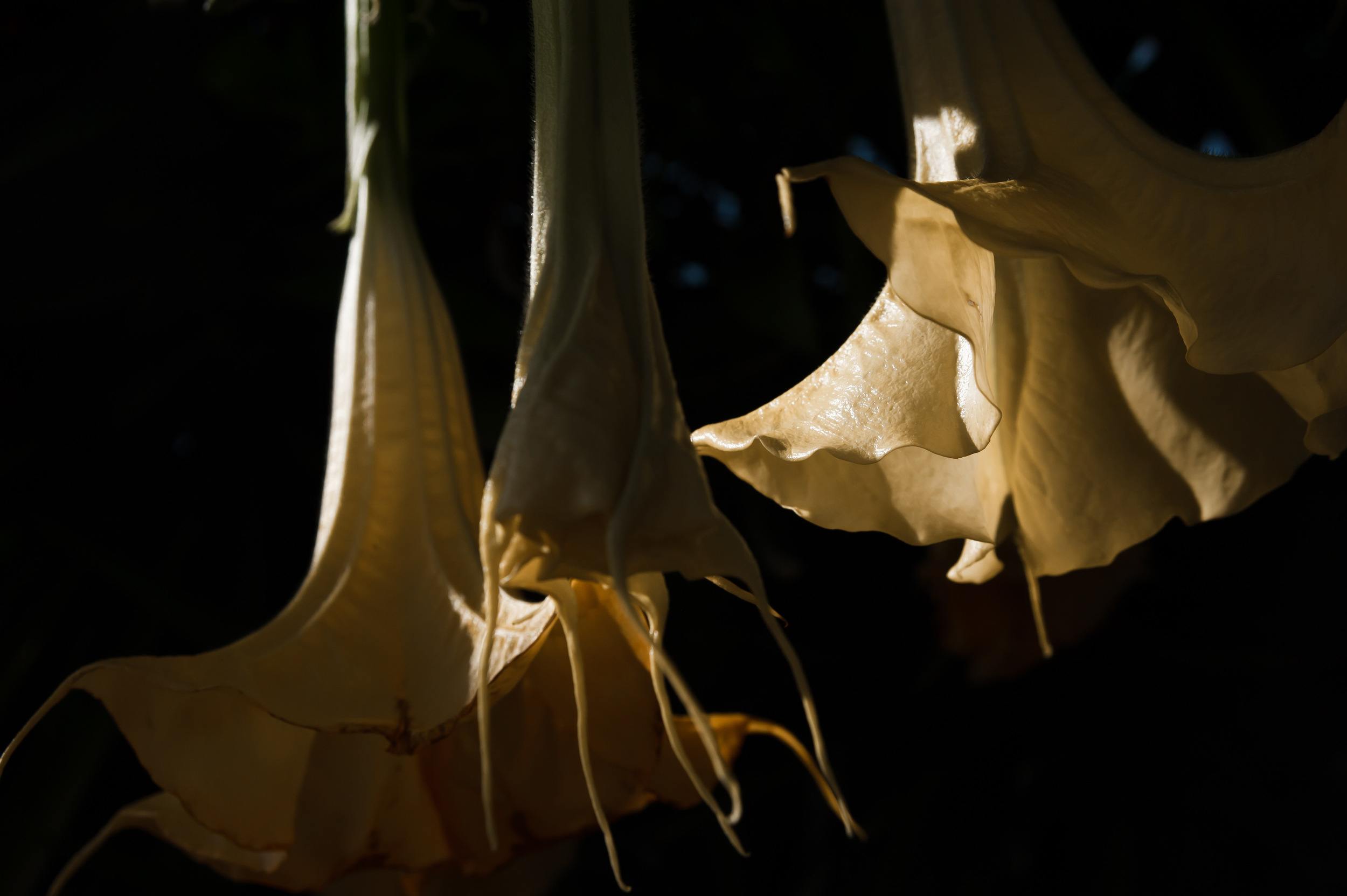 datura.jpg