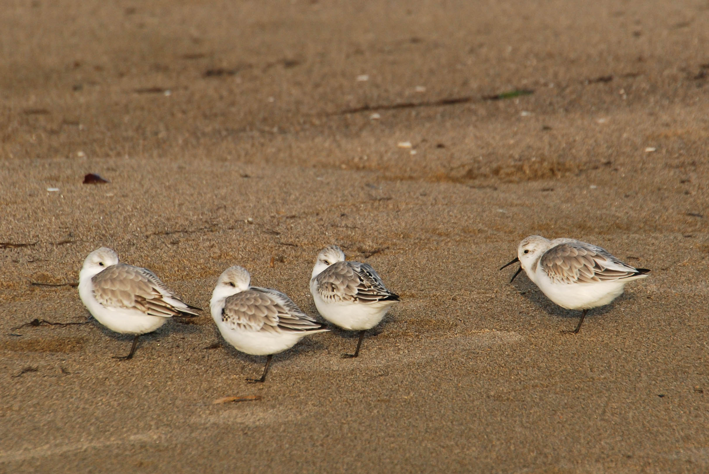 four little shore birds.jpg