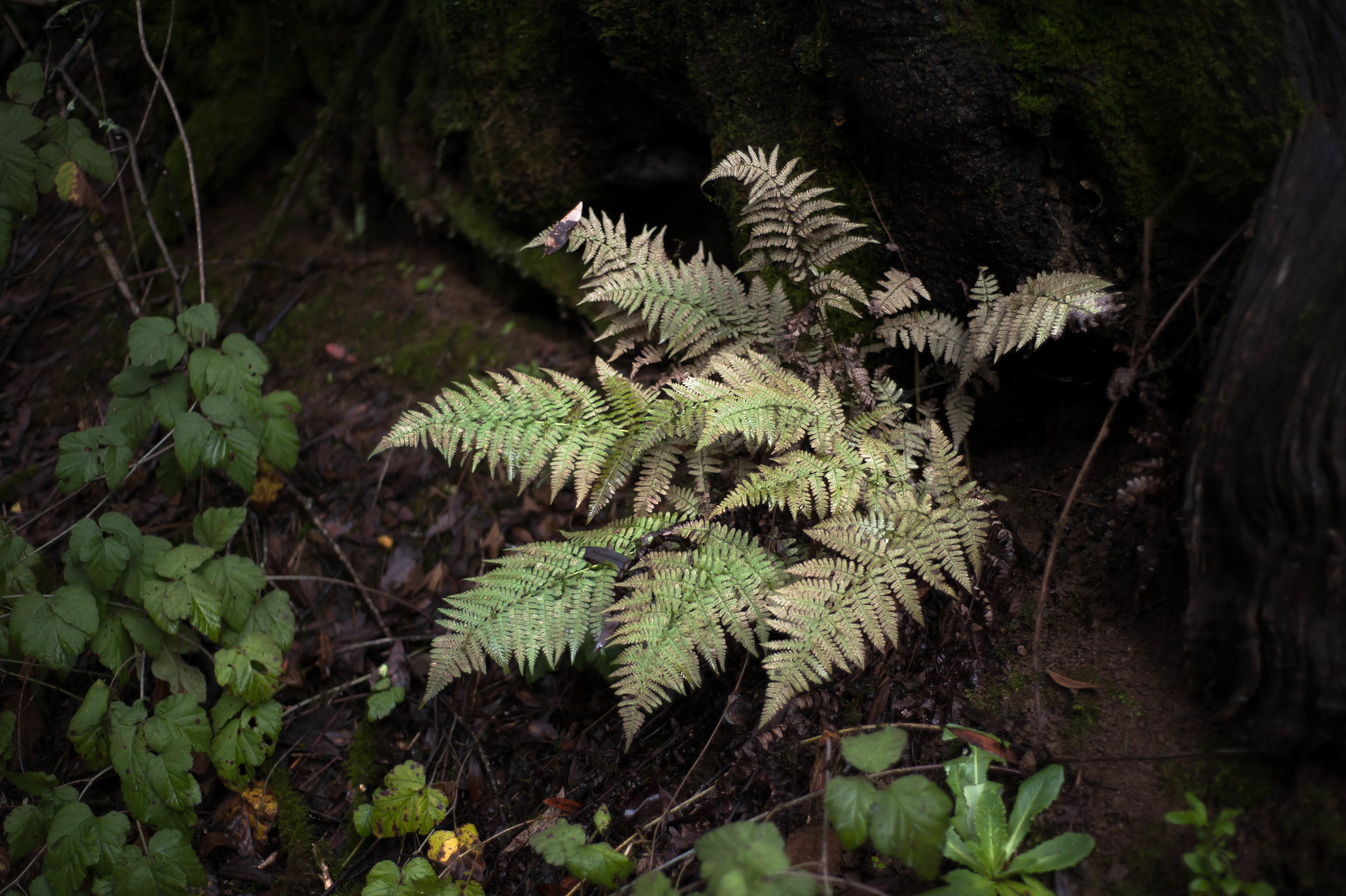 ghost fern.jpg