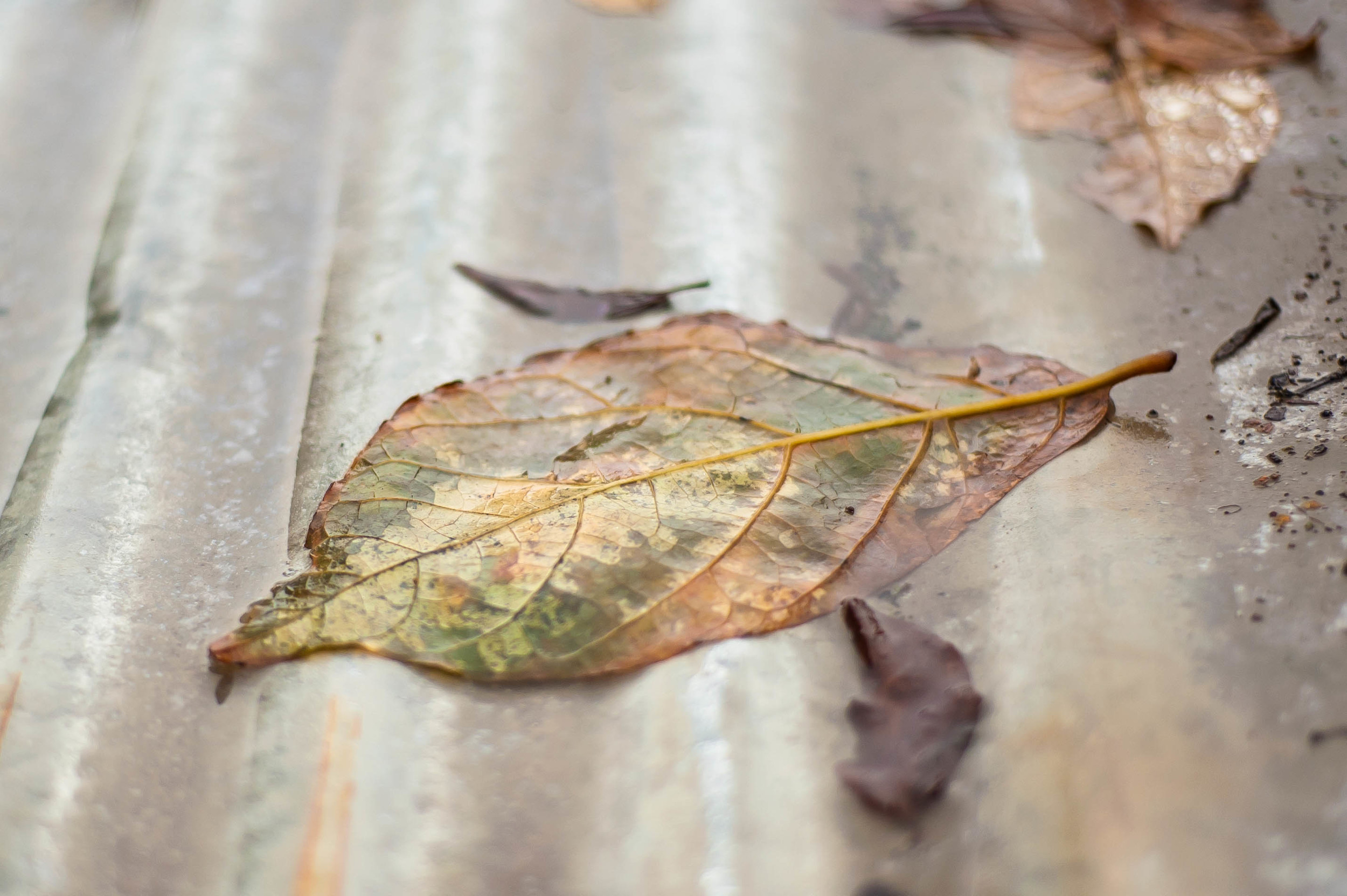 leaf on corrugated metal.jpg