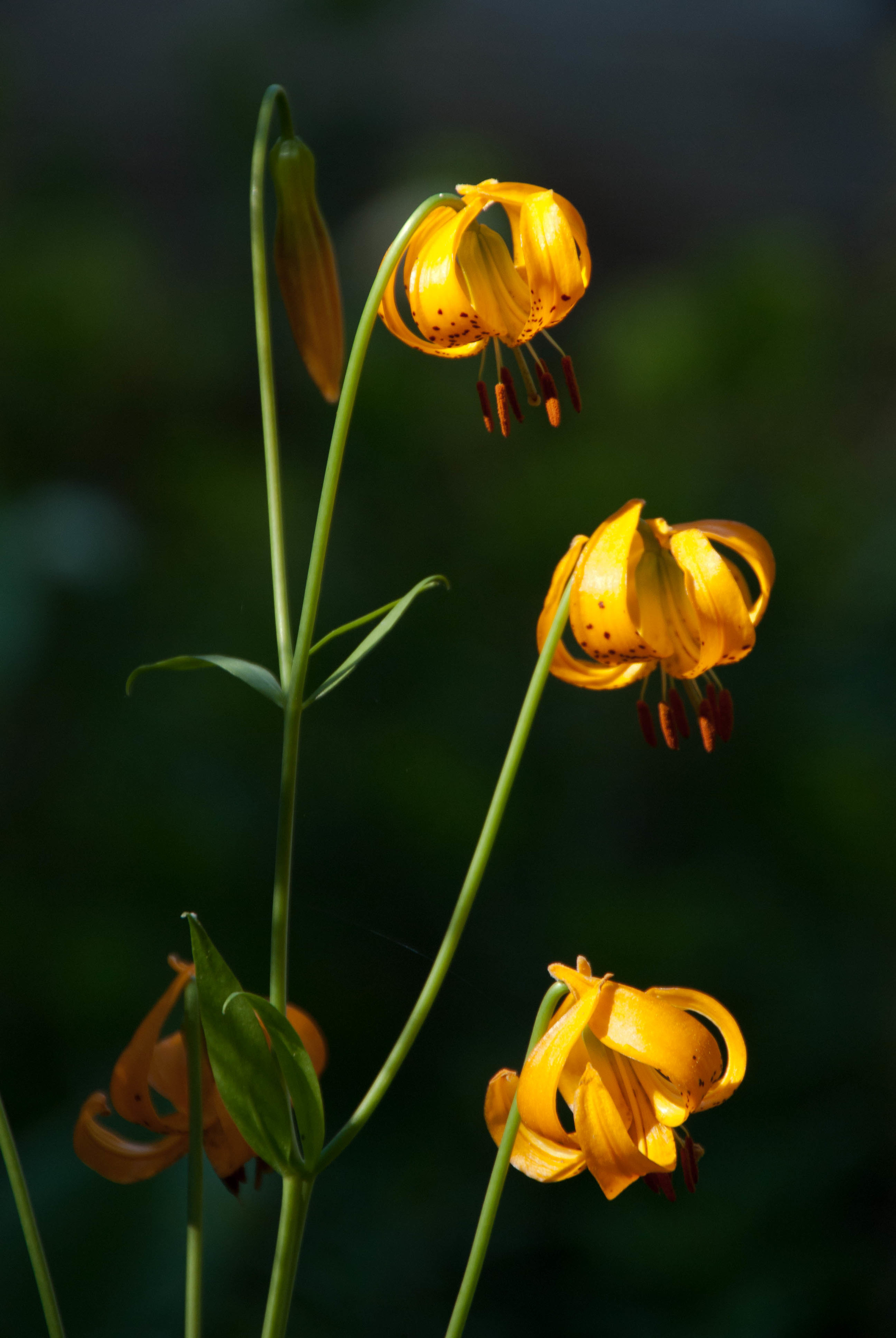 leopard lilies.jpg