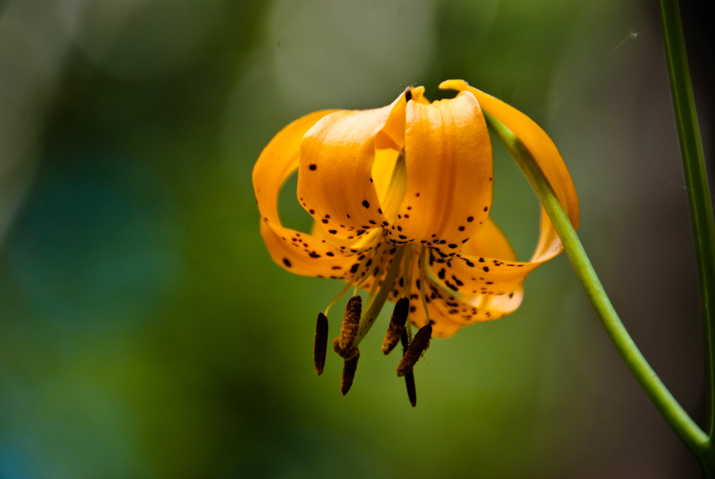 leopard lily closeup.jpg