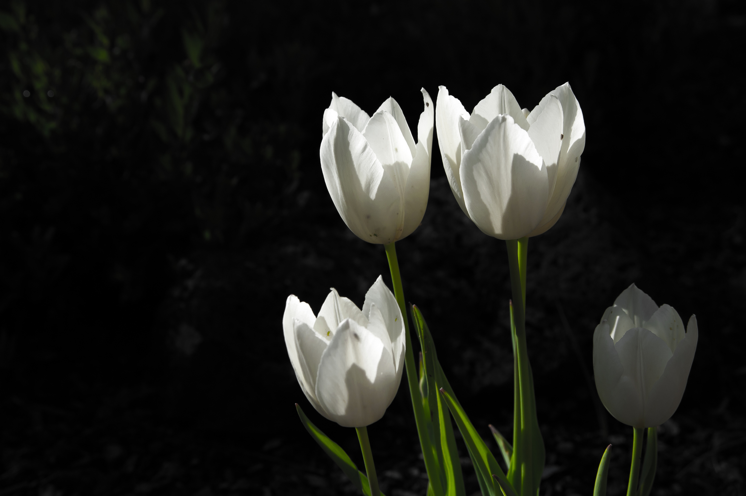 white tulips.jpg