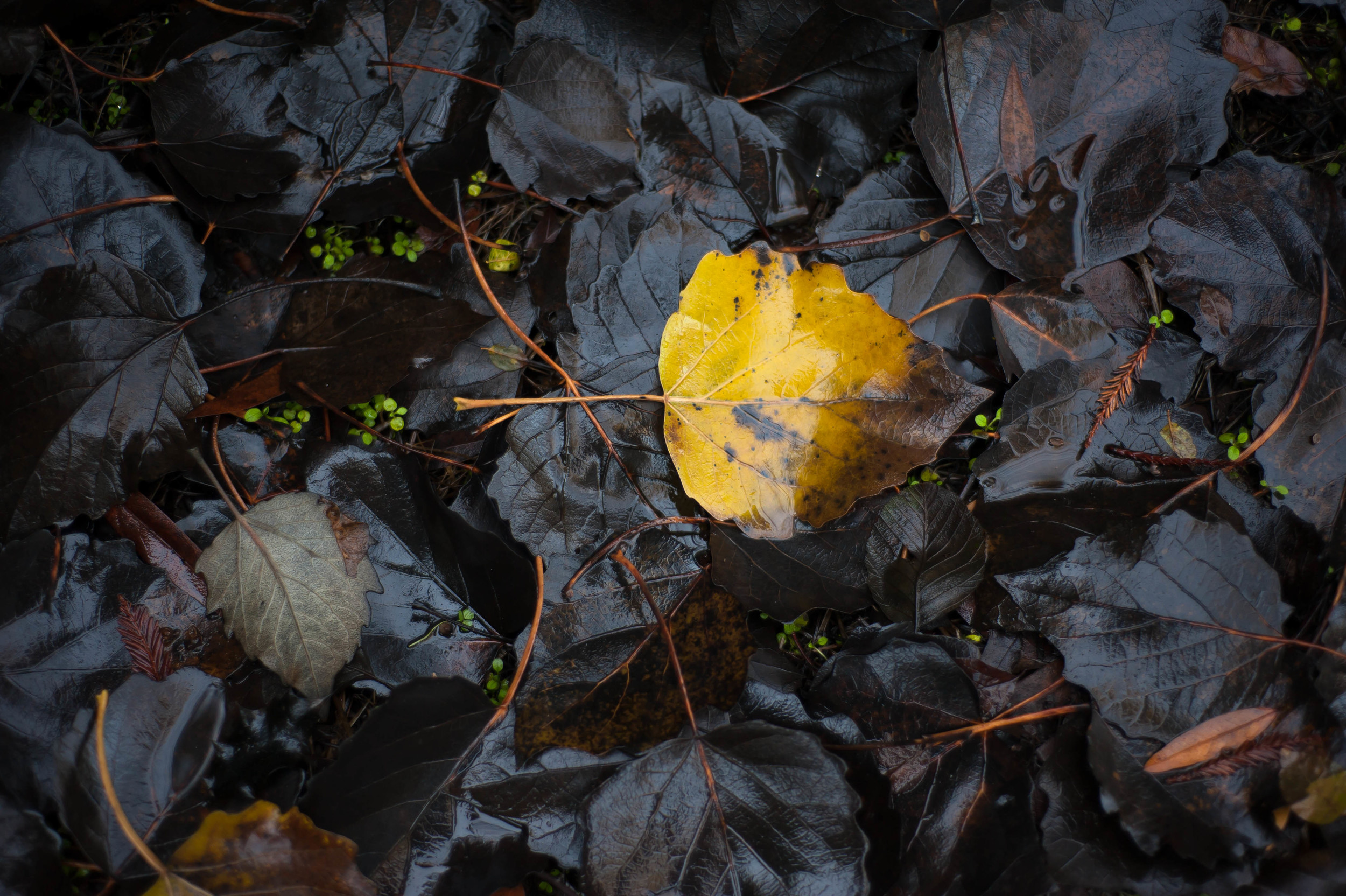 yellow & black leaves 2.jpg