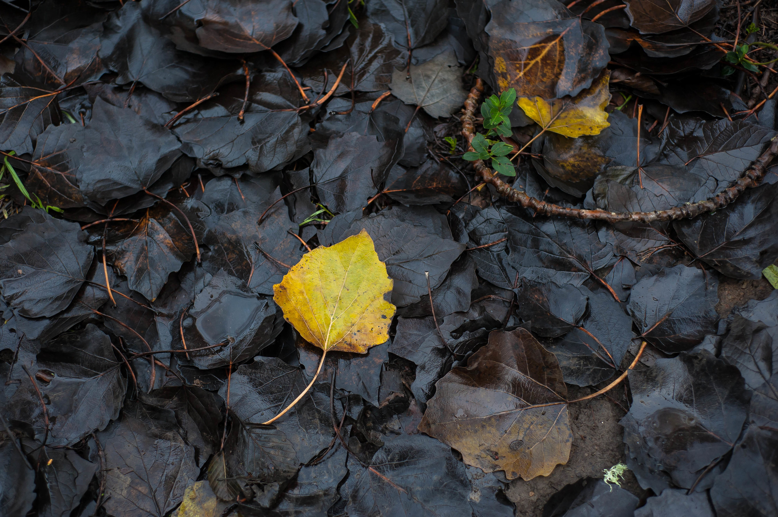 yellow & black leaves 5.jpg