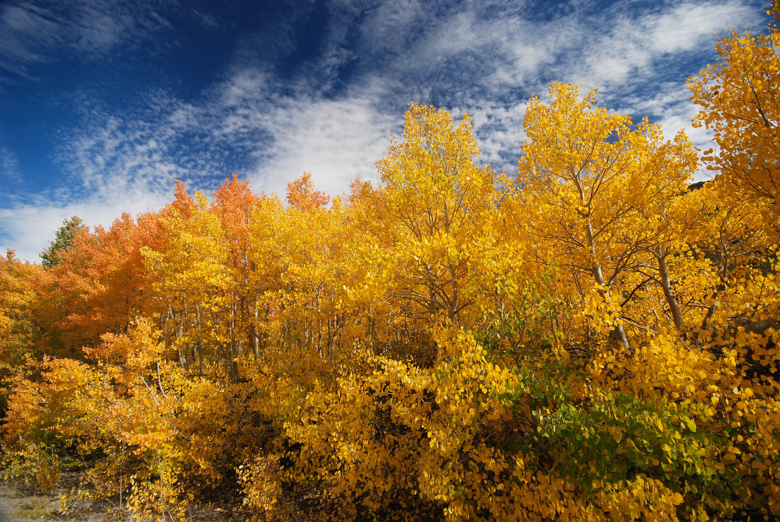 color in rock creek canyon.jpg