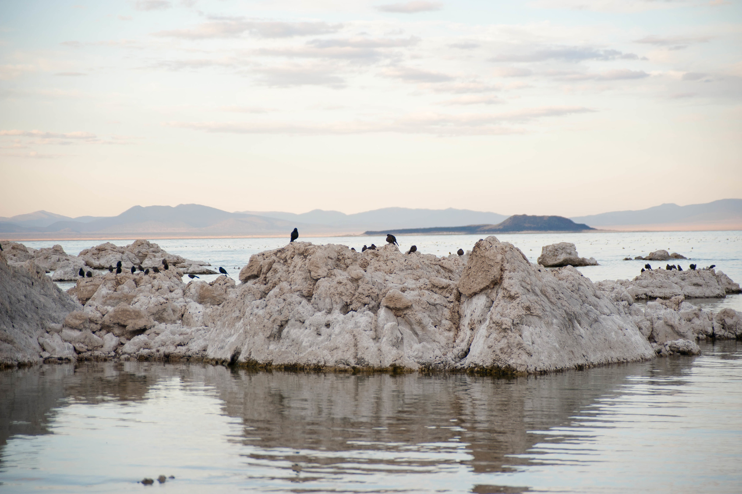 mono lake birds of tufa.jpg