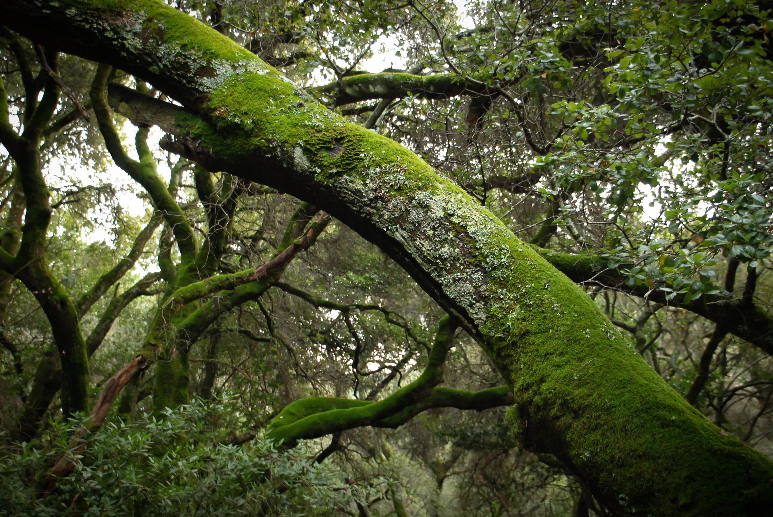 mossy oaks.jpg